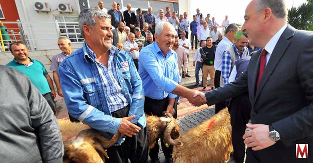 80 yetiştiriciye damızlık koç dağıtıldı!