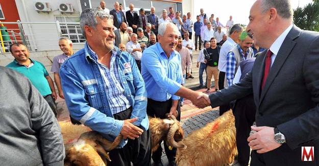 80 yetiştiriciye damızlık koç dağıtıldı!  