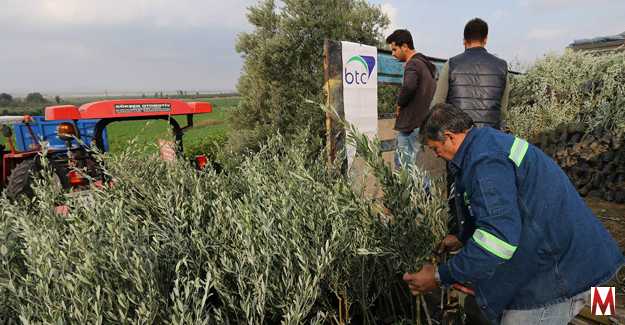 Osmaniye'de çiftçiye 10 bin kök zeytin fidanı dağıtıldı  
