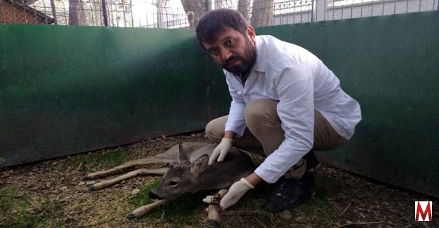 Osmaniye'de yaralı karaca tedavi altına alındı