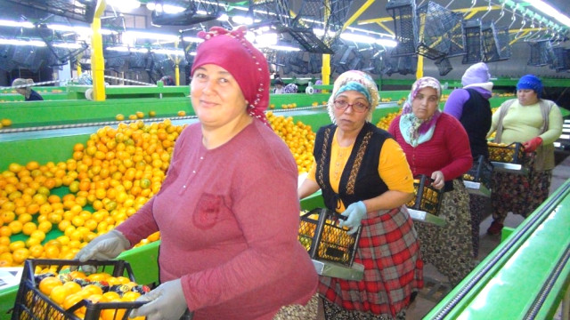 Rusya Kapıları Açtı Mandalina İhracatı Başladı!