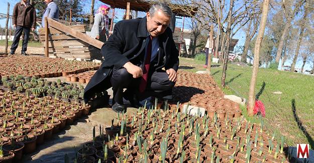 Süs bitkileri üretim alanı genişliyor 