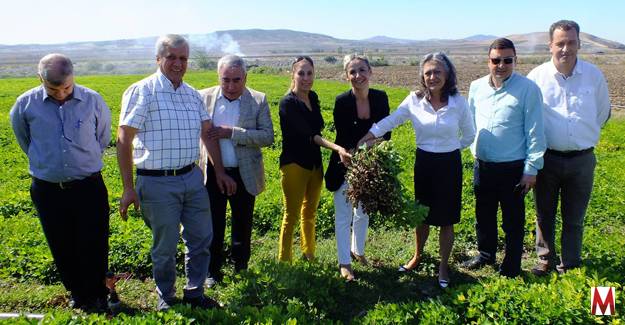 'Osmaniye Yerfıstığı' koruma altına alındı