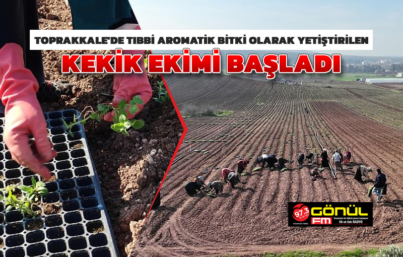 Toprakkale ilçesinde tıbbi aromatik bitki olarak yetiştirilen kekik ekimi başladı