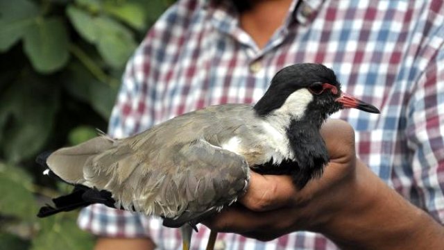 Osmaniye Türkiye'de Nadir Görülen Kuşu Vurdular