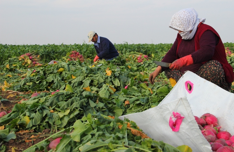 Turp Diyarında Hasat Zamanı
