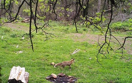  Yaban hayvanları foto kapanlar ile takip ediliyor