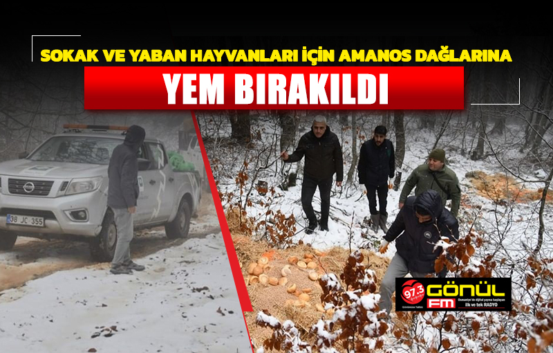 Sokak ve yaban hayvanları için Amanos dağlarına yem bırakıldı