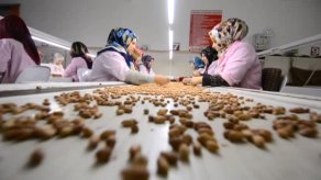 Yer Fıstığı Üreticileri İyi Bir Sezon Bekliyor
