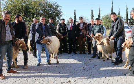 Yetiştiricilere ivesi ırkı koç dağıtıldı