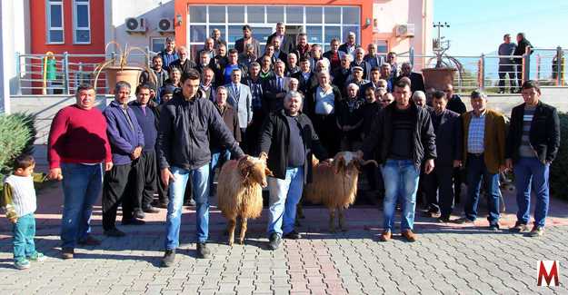Yetiştiricilere koç dağıtıldı