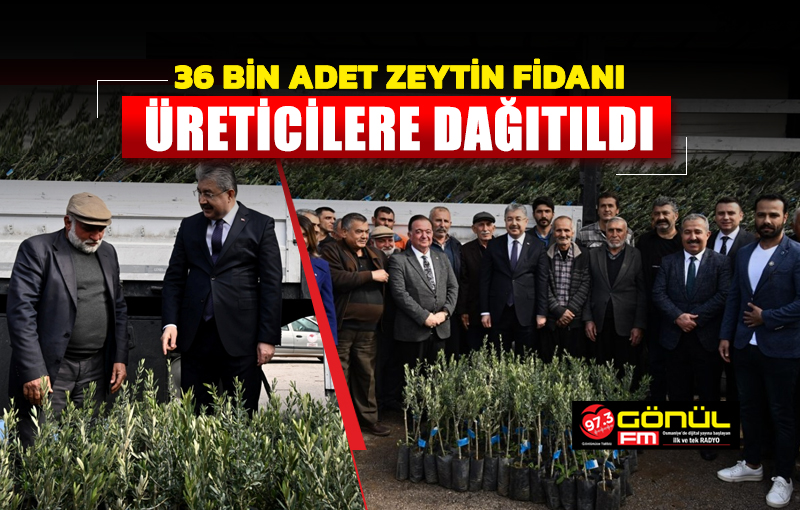 36.000 adet zeytin fidanı üreticilere dağıtıldı