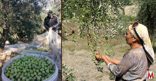Zeytin üreticileri umutlu  