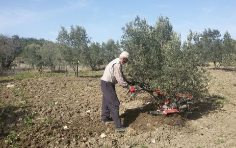 Zeytinde yanlış budama en önemli verim kaybı nedeni